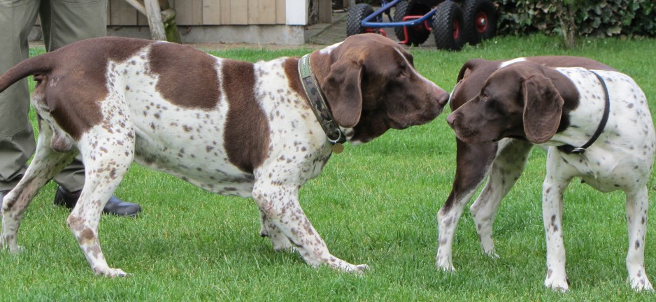 Specificitet Strædet thong Mantle ahm-hansen.dk - Gammel dansk hønsehund